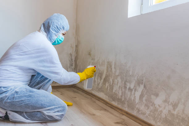 Licensed Black Mold Removal service in Concord, MI - WQB Mold Removal
