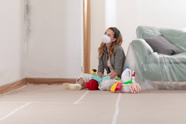 Trusted Black Mold Removal service in Concord, MI - WQB Mold Removal