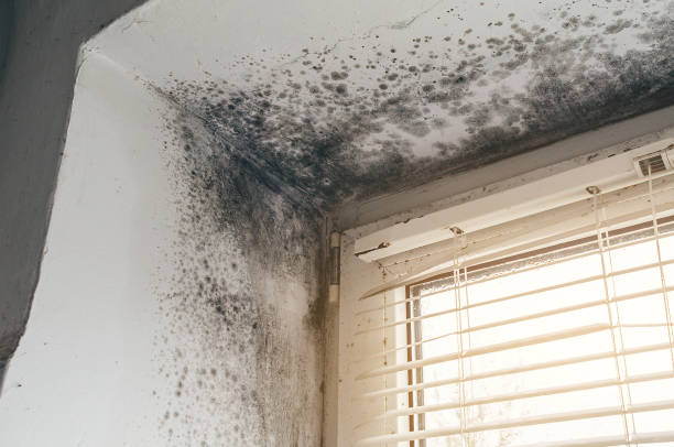 Affordable Black Mold Removal solutions in Concord, MI